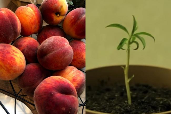 Як самостійно виростити персик з кісточки: поради садівників