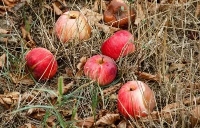 Що робити з опалими яблуками, щоб вони принесли користь