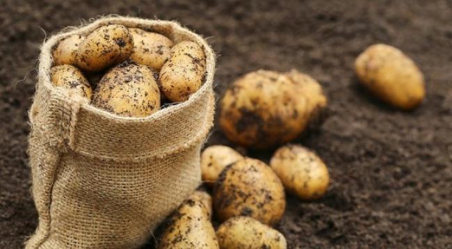Чи можна зберігати та їсти картоплю, хвору на фітофтороз: багато хто помиляється
