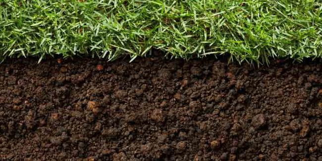 Коли краще удобрювати ґрунт — навесні чи восени: поради городників