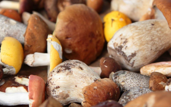 Як приготувати білі гриби: поради і рецепт 