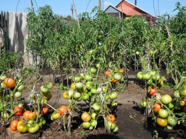 Щоб після томатів ґрунт був здоровим і поживним, відразу посійте це насіння