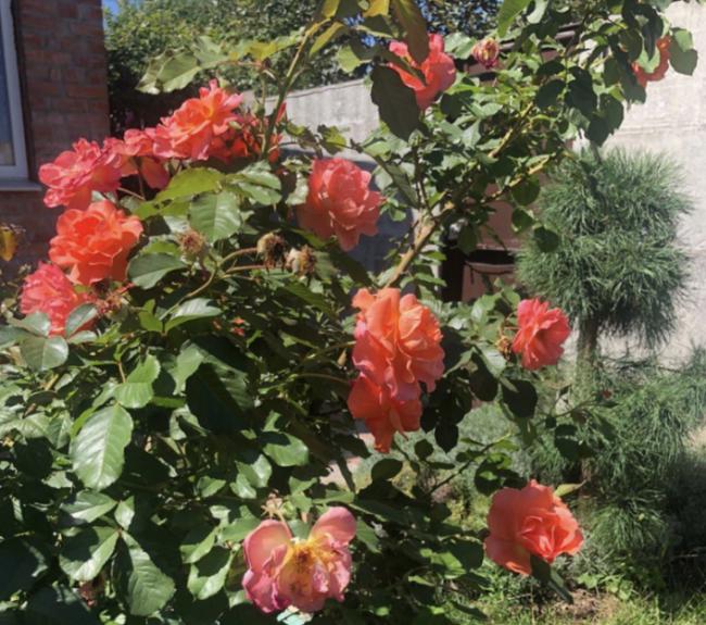 Щоб троянди зимували без укриття: чим їх підгодувати у вересні