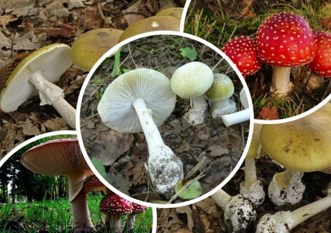 Перші симптоми при отруєнні грибами: що слід знати 