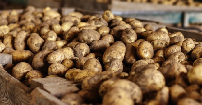 Щоб картопля не гнила в погребі — прості кроки для усунення проблеми