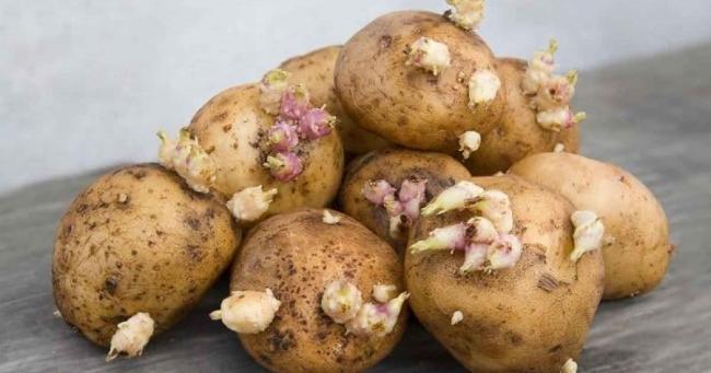 Як не дати картоплі прорости взимку: цей трюк зупинить ріст вічок навіть у теплі