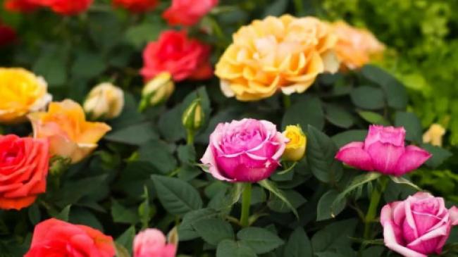 Як доглядати за трояндами восени: поради