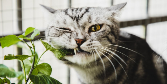 Що робити, якщо кіт їсть кімнатні рослини: ефективні методи