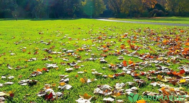Навіщо добрива восени закладають в землю на глибину у 20 см
