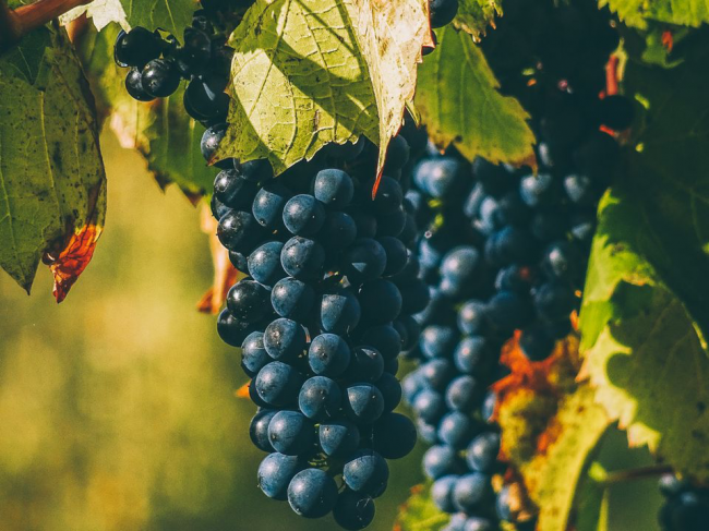 Догляд за виноградом восени: як правильно обрізати