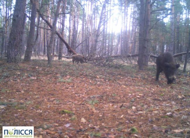 Розповіли, у яких випадках дикі кабани можуть напасти на людину