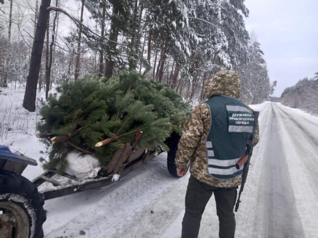 Не було документів і чипів: на Житомирщині зупинили трактор із нелегальними соснами