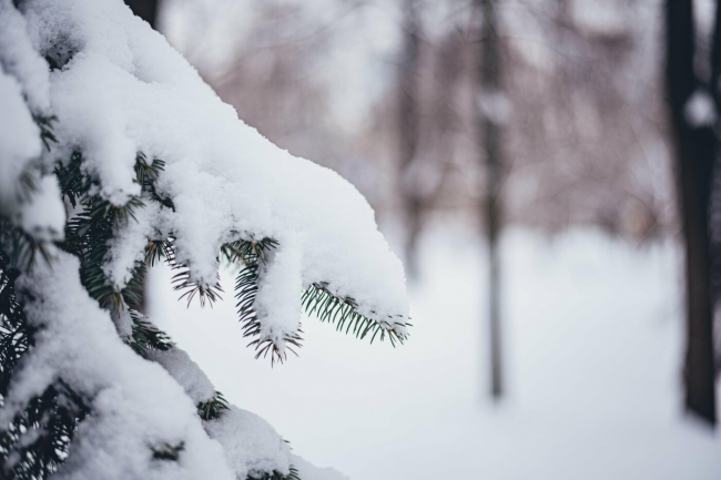 Сніг та дощ: на Рівненщині цього тижня очікують опади