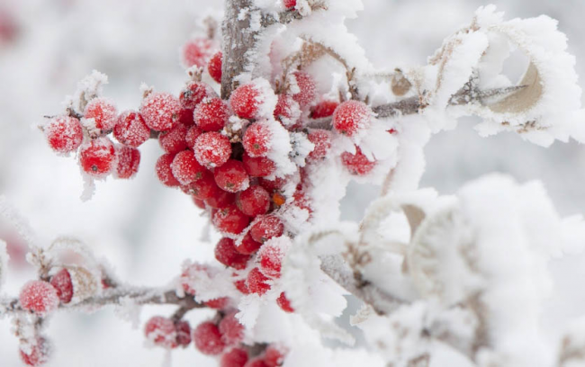 На Рівненщині 17 січня очікують до 15 градусів морозу