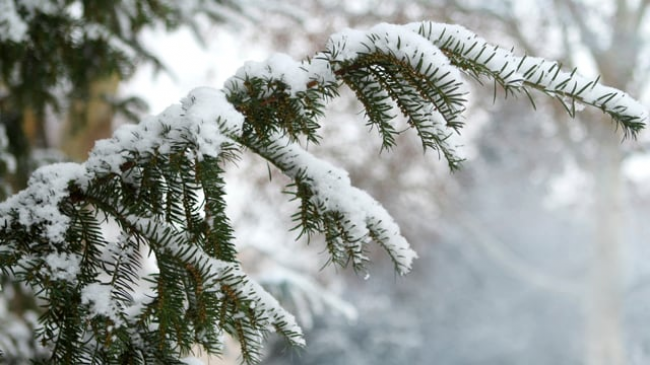На Рівненщині наступні кілька днів прогнозують мокрий сніг і пориви вітру