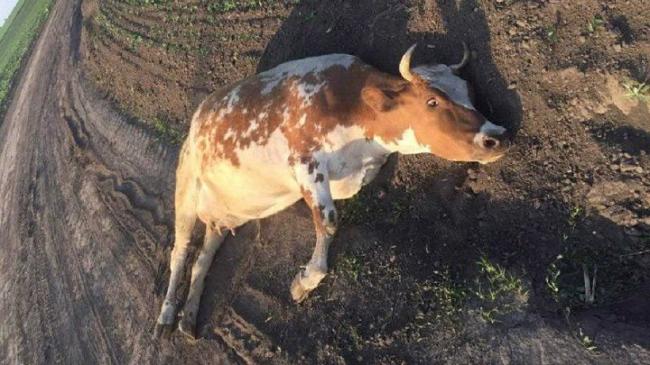 На Хмельниччині засудили чоловіка, який знущався з тільної корови