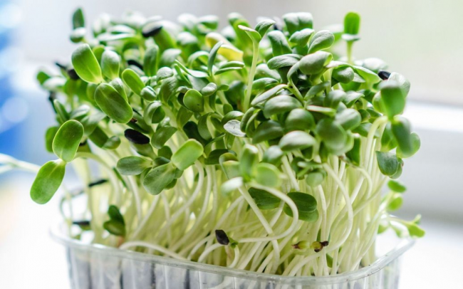 Як вирощувати мікрозелень вдома: п`ять кроків