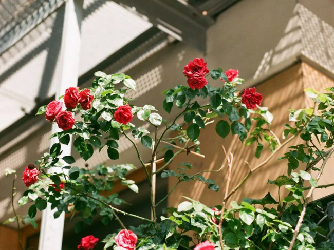 Як відкривати троянди навесні: фатальні помилки, які загублять кущі