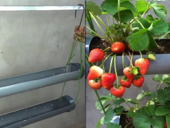 Без бур`янів та загущення: оригінальний метод вирощування полуниці в трубі