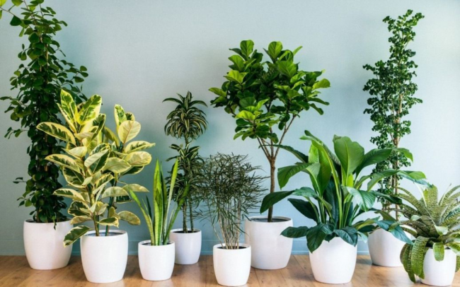 Три кімнатні рослини, які допоможуть забути про безсоння та стрес