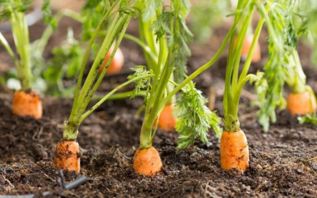Коли та як сіяти моркву навесні, аби був великий урожай