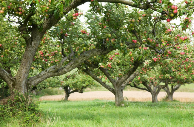 Чим обробити дерева навесні, аби захистити їх від плодожерки