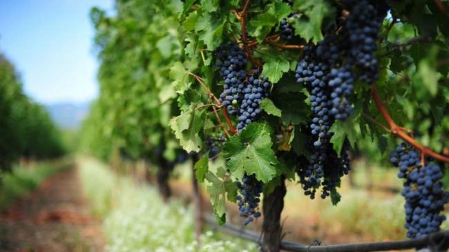Чим обробити виноград на початку весни, щоб зібрати гарний урожай