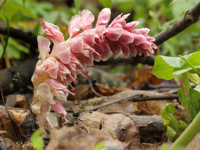 У нацпарку на Рівненщині розквітнув первоцвіт-паразит, який "ховається" у лісах
