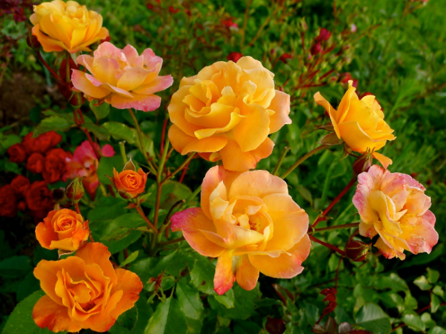 Які троянди посадити навесні на ділянці: плюси та мінуси трьох найпопулярніших видів