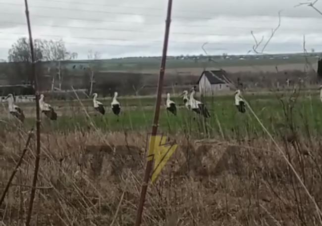 У селі на Рівненщині зафільмували зграю лелек (ВІДЕО)