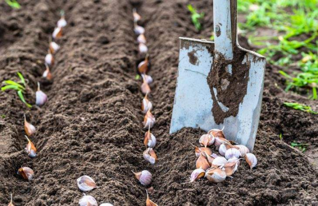 Коли та як садити часник у відкритий ґрунт: важливі поради для гарного врожаю