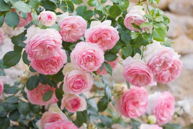 ТОП-5 популярних сортів англійських троянд і як за ними доглядати