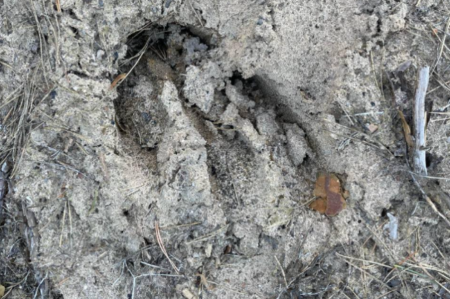 У нацпарку на Рівненщині помітили сліди лося (ФОТО)
