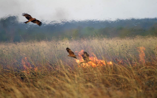 На Рівненщині палії продовжують нищити природу: у яких селах стались пожежі