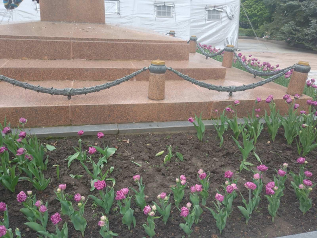 У Рівному вандали крадуть цибулини тюльпанів та рвуть квіти (ФОТО)