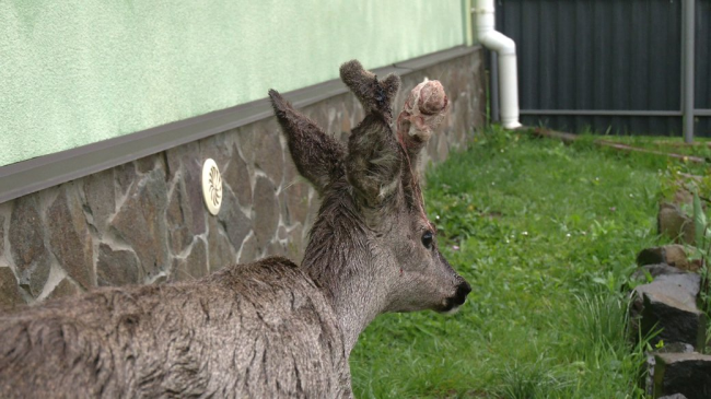 "Ось такий у нас є житель із четверга": що відомо про оленя, яке знайшли пораненим на Дубенщині (ВІДЕО)