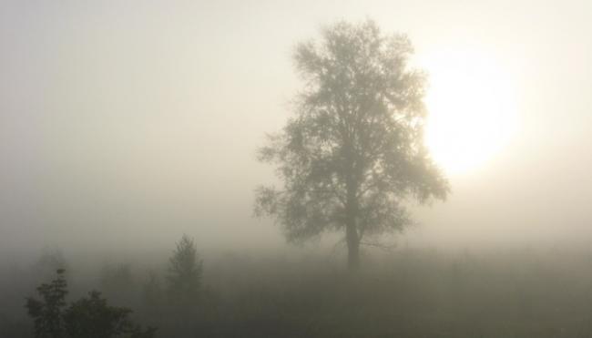 Без опадів та зі слабким туманом: яку погоду очікують завтра на Рівненщині