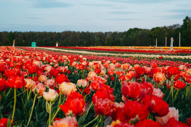 "Волинська Голландія": коли відкриють тюльпанове поле та фотозони