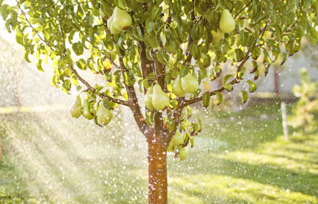 Як доглядати за грушею навесні, щоб зібрати врожай соковитих плодів