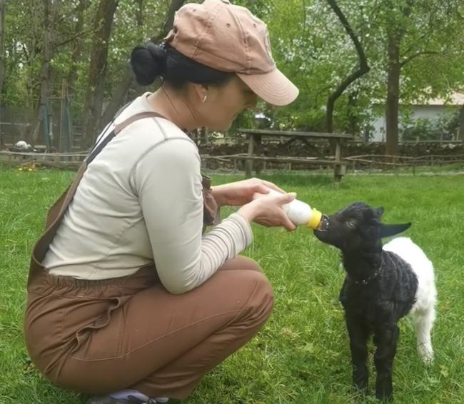 У Рівненському зоопарку показали, як доглядають за козеням, від якого відмовилася мама (ВІДЕО)