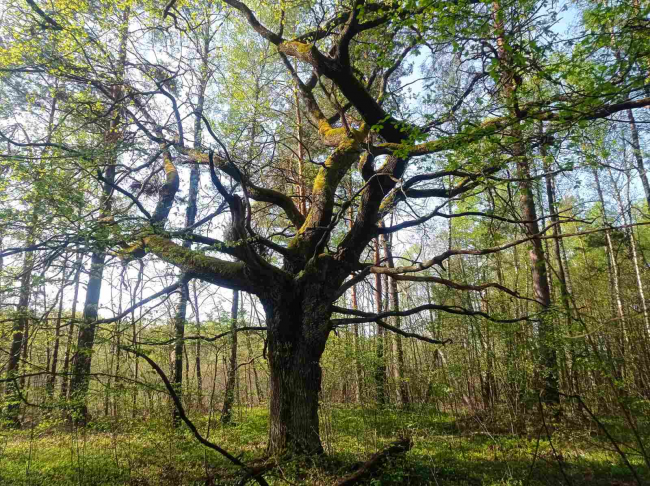 На території нацпарку на Рівненщині ростуть химерні дерева (ФОТО)