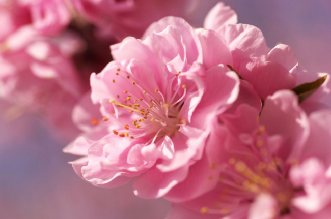У Сарнах квітують десятки сакур (ВІДЕО)