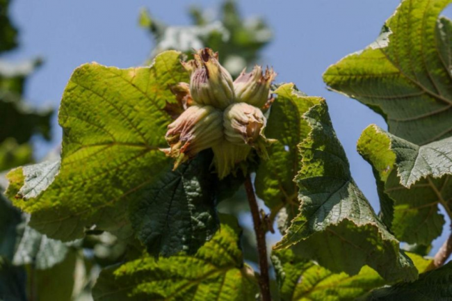 На Рівненщині висадили нові сади за грантові гроші: вирощують фундук та малину 