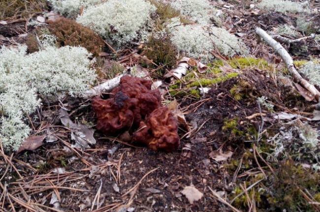 У нацпарку на Рівненщині ростуть химерні й неповторні на вигляд гриби (ФОТО)