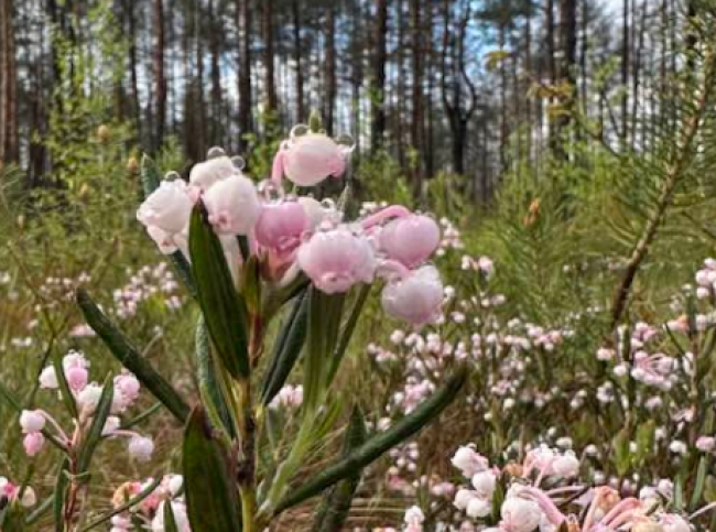 Житель Рівненщини "спіймав на камеру" красиві квіти у поліських лісах