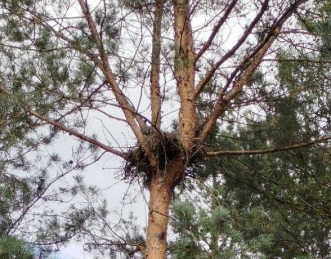 У нацпарку на Рівненщині мешкає рідкісна червонокнижна сова бородата (ФОТО)
