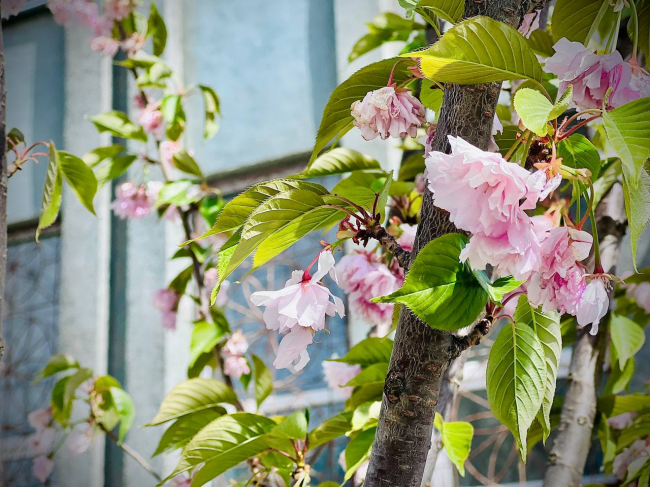 У Костополі цвітуть молоді сакури, висаджені цієї зими (ФОТО)