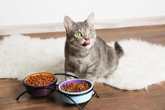 Ідеальний корм для котів із чутливим шлунком та алергією