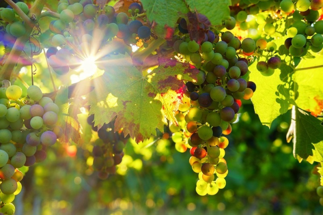 Підгодівля винограду весною: які добрива вносити для гарного врожаю