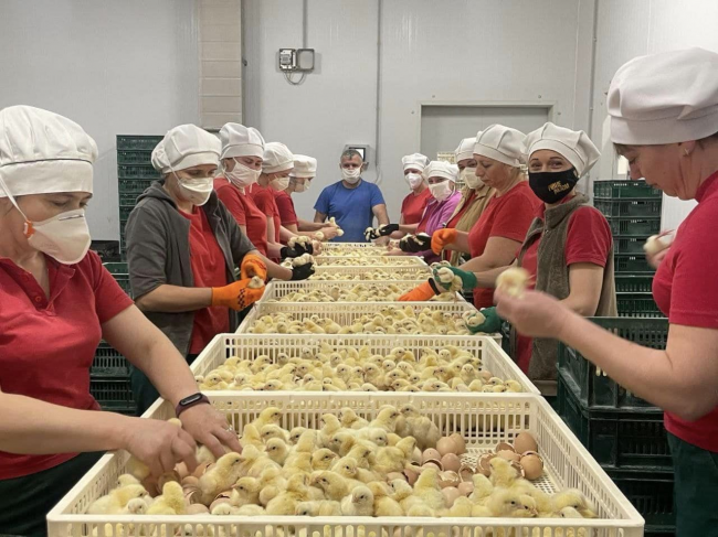 Підприємство-інкубатор на Рівненщині має бельгійське обладнання з потужністю 17 млн яєць